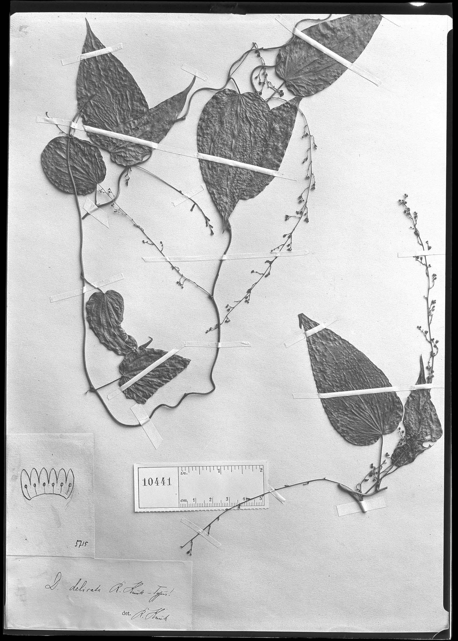 Dioscorea delicata — photo