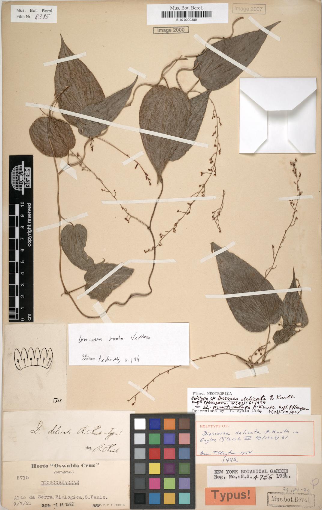 Dioscorea delicata