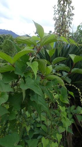 Dioscorea deltoidea (Nepal yam) — photo