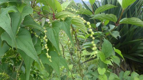 Dioscorea deltoidea