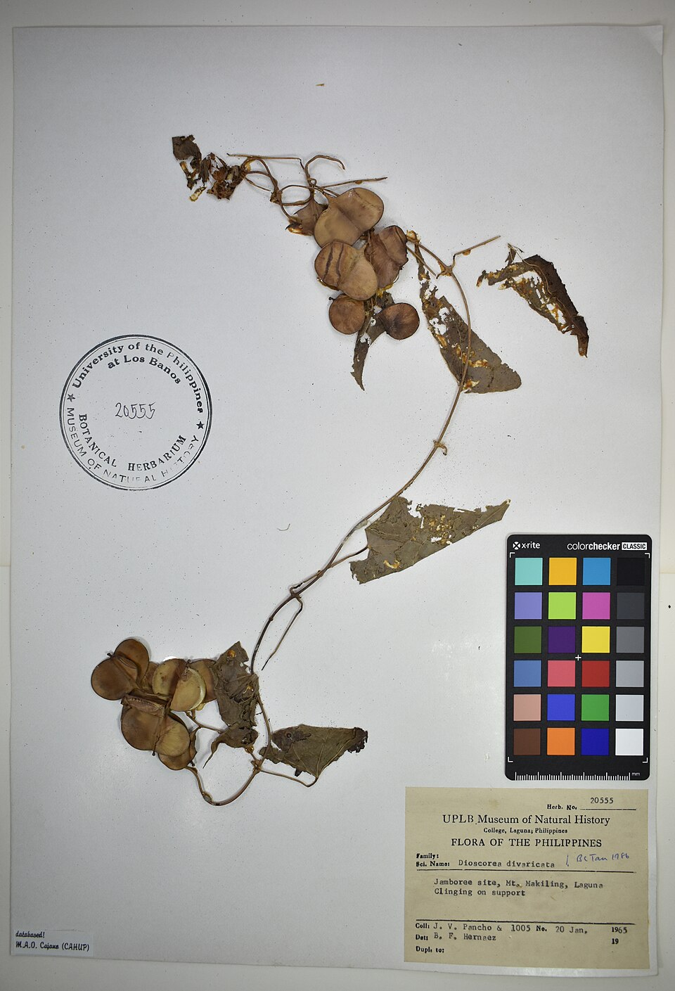 Dioscorea divaricata (Chinese yam) — photo