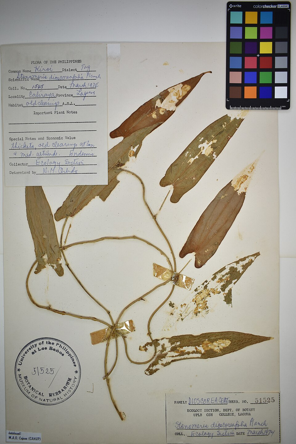 Dioscorea divaricata