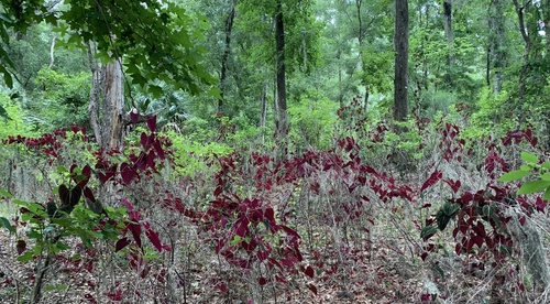 Dioscorea dodecaneura (Cara barbado) — photo