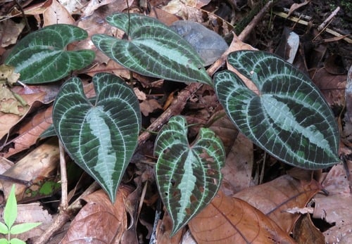 Dioscorea dodecaneura