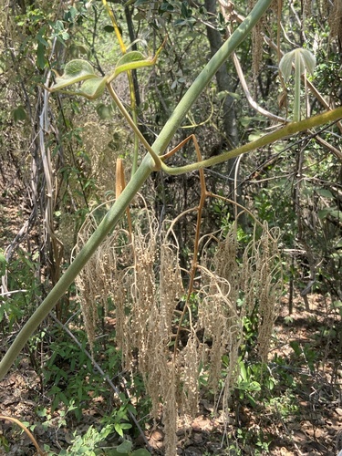 Dioscorea dregeana (Wild yam) — photo
