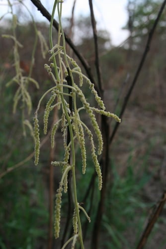 Dioscorea dumetorum (African bitter yam) — photo