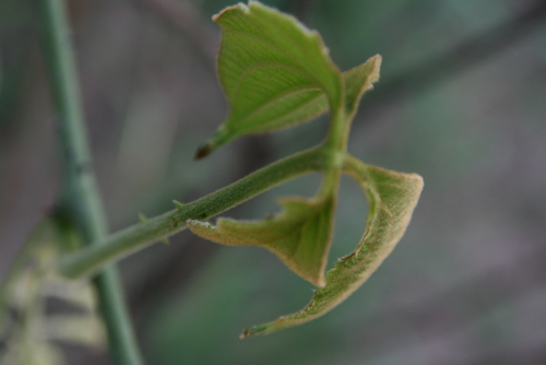 Dioscorea dumetorum (African bitter yam) — photo
