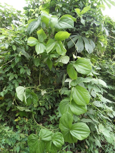 Dioscorea dumetorum