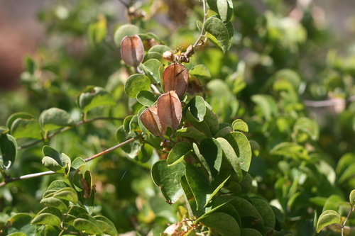 Dioscorea elephantipes (Elephant’s foot) — photo