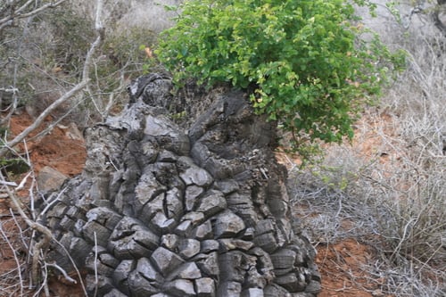 Dioscorea elephantipes (Elephant’s foot) — photo