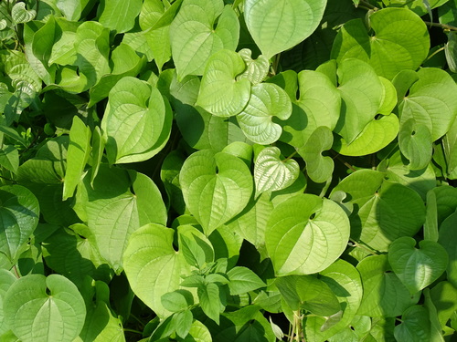 Dioscorea esculenta (Lesser yam) — photo