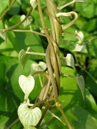 Dioscorea esculenta (Lesser yam) — photo