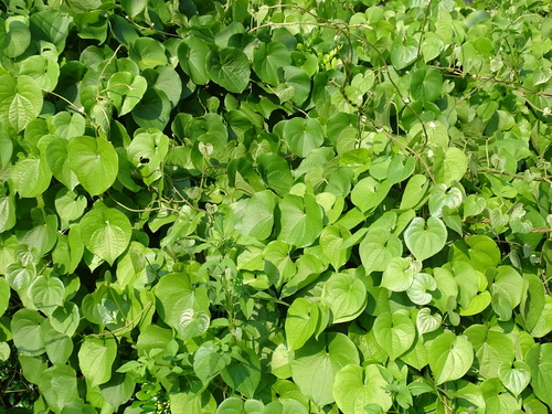 Dioscorea esculenta