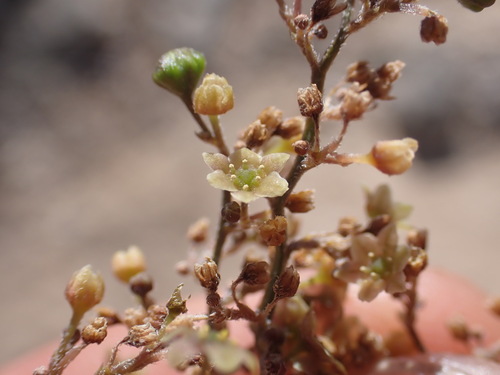 Dioscorea fandra (Anjiky) — photo