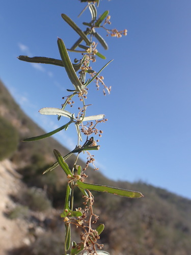 Dioscorea fandra (Anjiky) — photo
