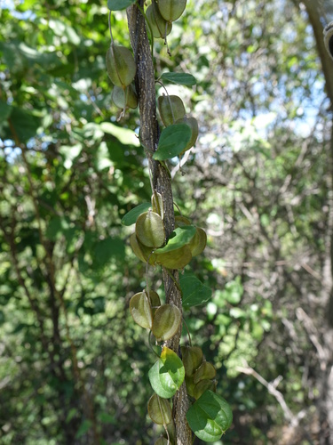 Dioscorea fandra