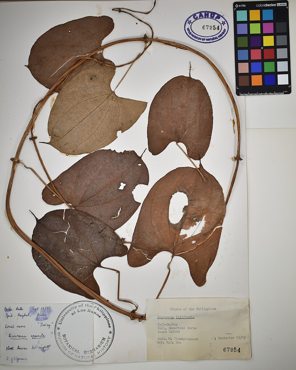Dioscorea filiformis