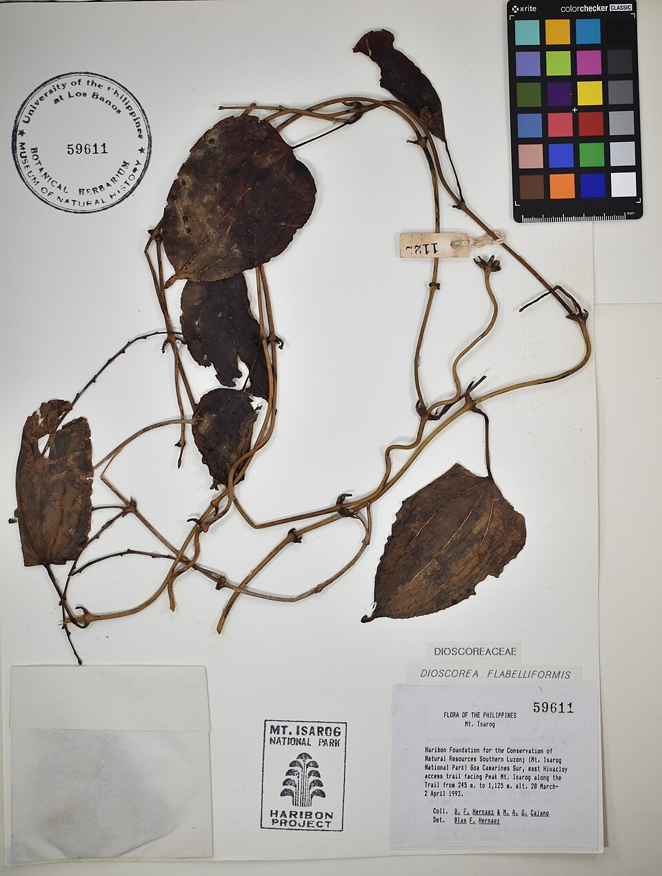 Dioscorea flabellifolia