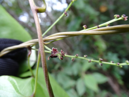 Dioscorea floribunda — photo