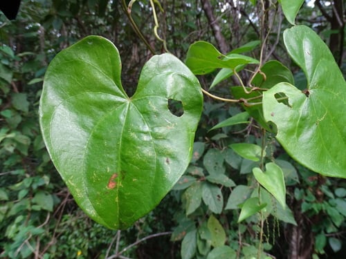 Dioscorea floribunda