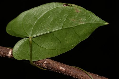 Dioscorea fordii — photo