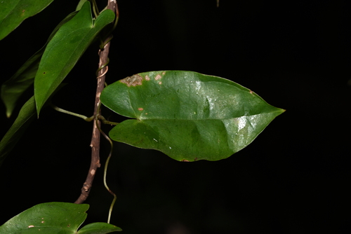 Dioscorea fordii — photo