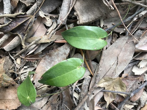 Dioscorea fordii