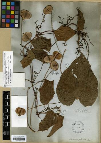 Dioscorea glabra — photo
