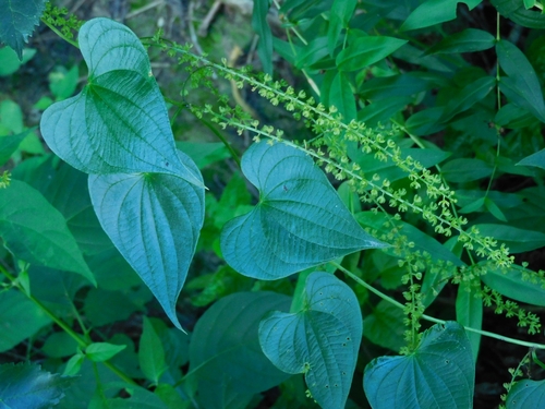Dioscorea glandulosa