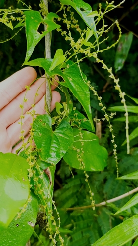 Dioscorea glandulosa — photo