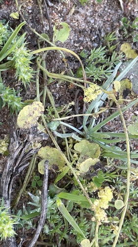 Dioscorea gracilis — photo