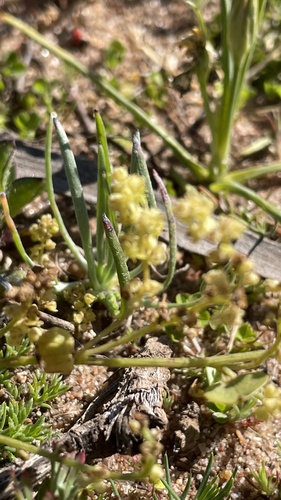 Dioscorea gracilis — photo