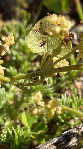 Dioscorea gracilis
