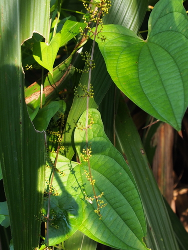 Dioscorea hamiltonii (Sandikilangu) — photo