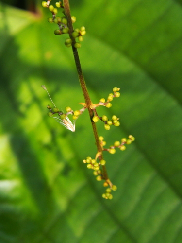 Dioscorea hamiltonii (Sandikilangu) — photo