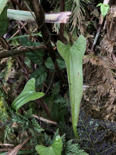 Dioscorea hamiltonii