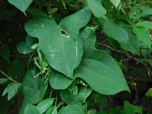Dioscorea hassleriana