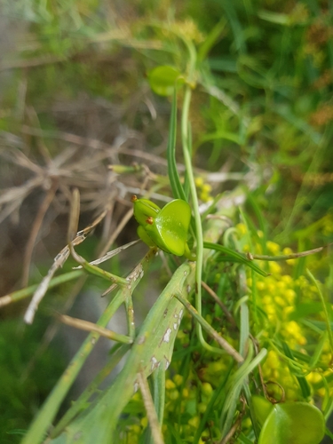 Dioscorea hastifolia (Spear-leaved dioscorea) — photo