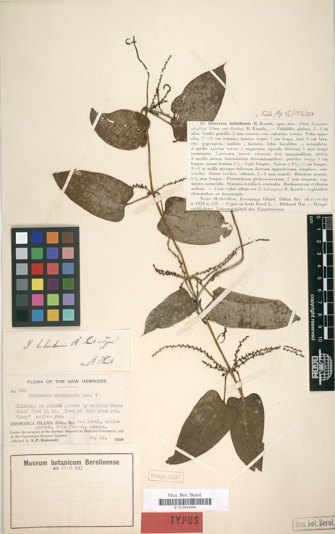 Dioscorea hebridensis