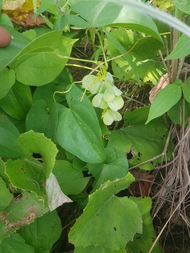Dioscorea hirtiflora — photo