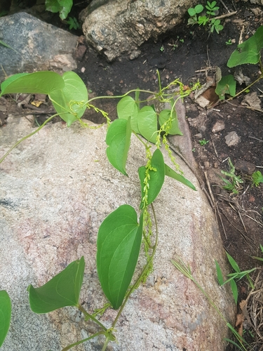 Dioscorea hirtiflora — photo