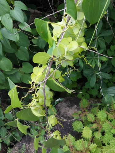 Dioscorea hirtiflora