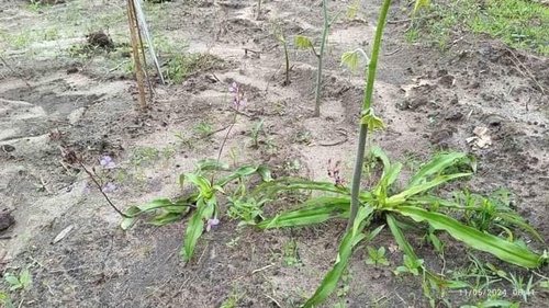 Dioscorea hispida (Bitter yam) — photo