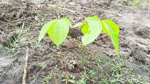 Dioscorea hispida (Bitter yam) — photo
