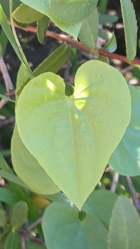 Dioscorea humifusa — photo