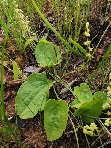 Dioscorea humifusa