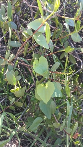 Dioscorea humifusa — photo