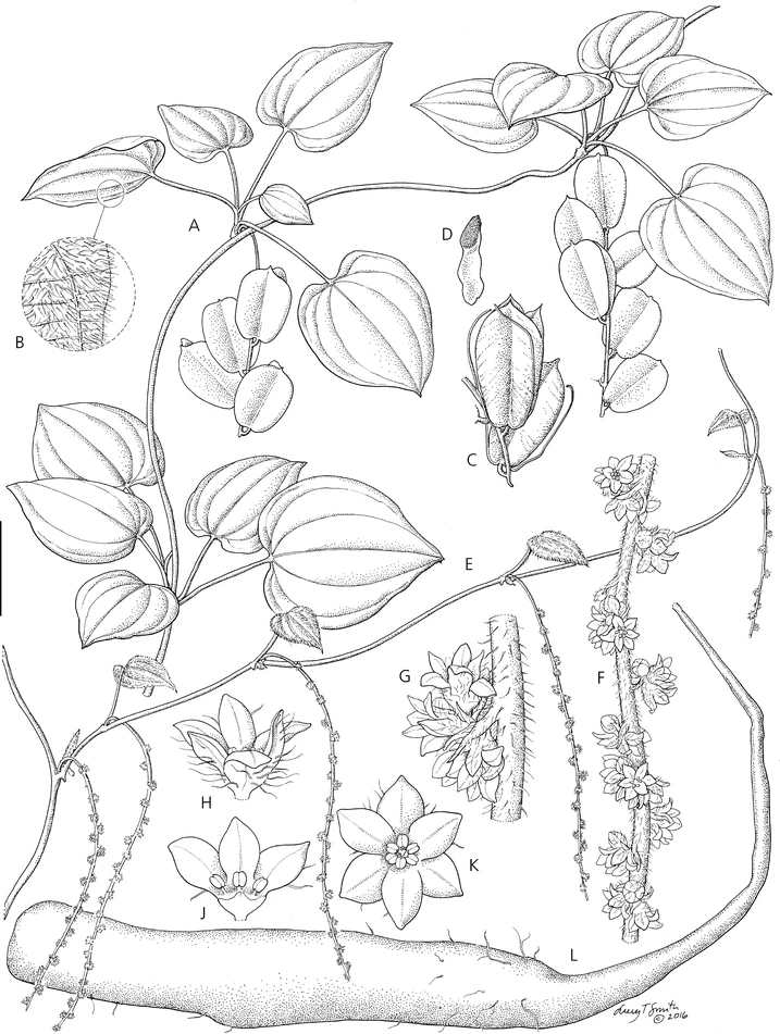 Dioscorea irodensis — photo