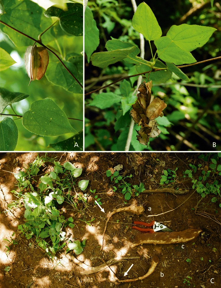 Dioscorea irodensis