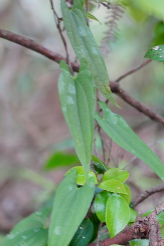Dioscorea japonica (Japanese yam) — photo